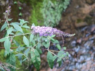 フサフジウツギ